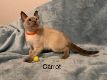 Siamese and Domestic Short Hair Cats Available for Adoption in Richardson, Texas - Carrot | PetCurious