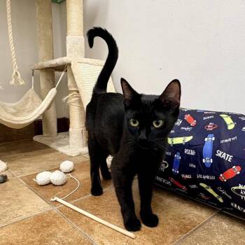 Domestic Short Hair Cats Available for Adoption in South Bend, Indiana - Gigi | PetCurious