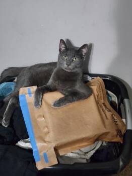 Sniffles -  Domestic Short Hair Cat for Adoption in Athens, Alabama - Sniffles | PetCurious