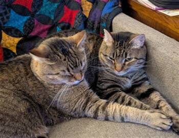 Rescue Domestic Short Hair Cats for Adoption in Ames, Iowa - LOKI | PetCurious