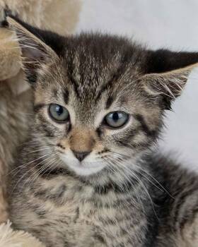 Domestic Short Hair and Tabby Cats Available for Adoption in Kennesaw, Georgia - Beetle | PetCurious