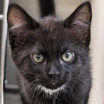 Pluto - Reduced Fee -  Domestic Short Hair Cat for Adoption in Jefferson, Wisconsin - Pluto - Reduced Fee | PetCurious