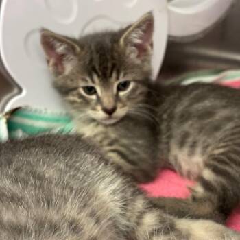 Mirage -  Domestic Short Hair Cat Available for Adoption in Los Angeles, California - Mirage | PetCurious