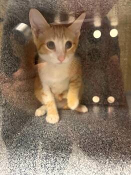 Jake -  Domestic Short Hair Cat for Adoption in Greenfield, Indiana - Jake | PetCurious
