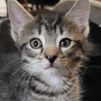 Trisha Y -  Domestic Short Hair Cat for Adoption in Sandy Springs, Georgia - Trisha Y | PetCurious