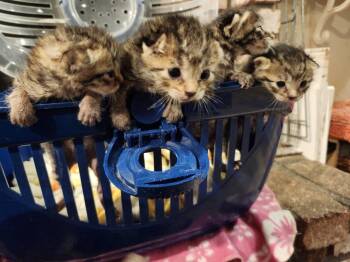 Philly -  Domestic Short Hair Cat for Adoption in Salinas, California - Philly | PetCurious