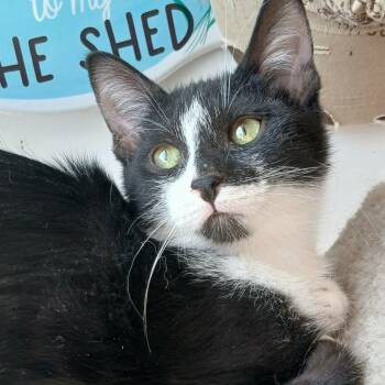 Janet - A Social Butterfly -  Tuxedo Cat Available for Adoption in Hamilton, Ontario - Janet - A Social Butterfly | PetCurious