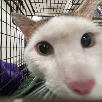 Sahir -  Domestic Short Hair Cat for Adoption in Des Moines, Iowa - Sahir | PetCurious
