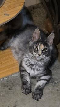 PUMPKIN  -  Maine Coon Cat for Sale in La Vergne, Tennessee - PUMPKIN  | PetCurious