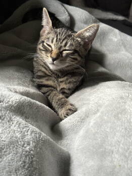 Rescue Domestic Short Hair Cats for Adoption in Naugatuck, Connecticut - Junebug | PetCurious