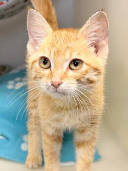 Opal -  Domestic Short Hair Cat for Adoption in Menomonie, Wisconsin - Opal | PetCurious