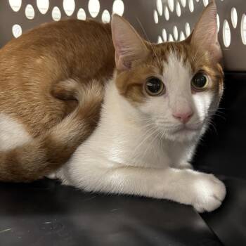 Domestic Short Hair Cats Available for Adoption - Melo | PetCurious