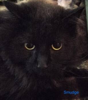 Smudge -  Domestic Long Hair Cat for Adoption in Boone, Colorado - Smudge | PetCurious