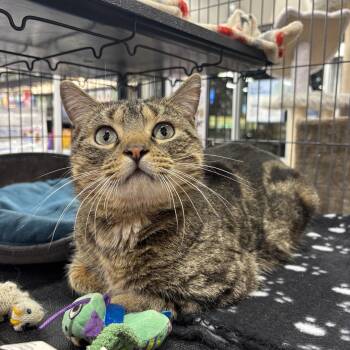 Domestic Short Hair Cats Available for Adoption - Buddy | PetCurious