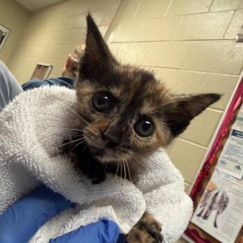 Multigrain 8674 -  Domestic Short Hair Cat for Adoption in Columbus, Georgia - Multigrain 8674 | PetCurious