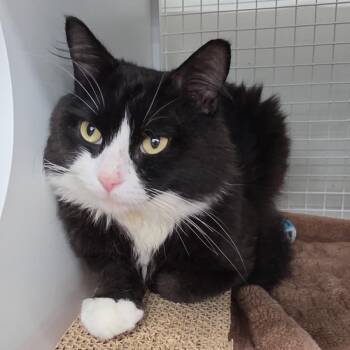 King 2 -  Domestic Medium Hair Cat for Adoption - King 2 | PetCurious
