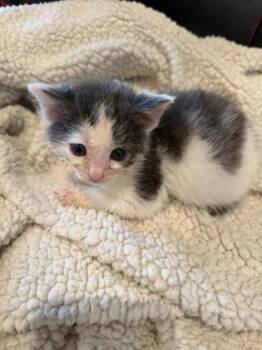 Buc-ees -  Domestic Medium Hair and Domestic Short Hair Cat for Adoption in Cincinnati, Ohio - Buc-ees | PetCurious