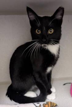 GoGo -  Domestic Short Hair Cat for Adoption in Divide, Colorado - GoGo | PetCurious