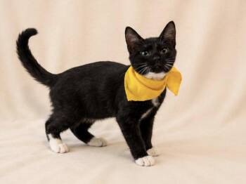 tox -  Tuxedo Cat for Adoption in Margate, Florida - Tox | PetCurious