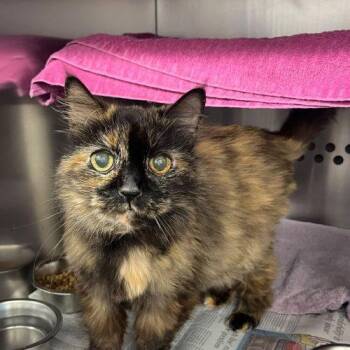 Soulmate -  Domestic Medium Hair Cat for Adoption in Toronto, Ontario - Soulmate | PetCurious