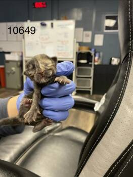 10649 -  American Shorthair Cat for Adoption in Victorville, California - 10649 | PetCurious
