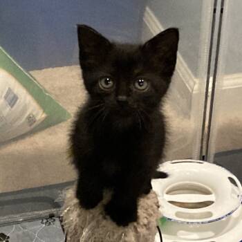 Rescue Domestic Short Hair Cats for Adoption in Fairfax Station, Virginia - Holly | PetCurious