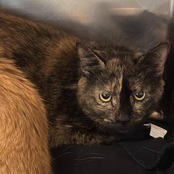 Clover -  Domestic Short Hair Cat for Adoption in Chicago, Illinois - Clover | PetCurious
