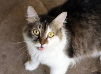 Domestic Short Hair Cats Available for Adoption - Ugg | PetCurious