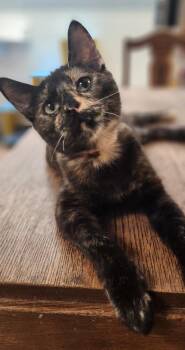 Kitten 27769 (Charlotte) -  Tortoiseshell Cat for Adoption in Parlier, California - Kitten 27769 (Charlotte) | PetCurious