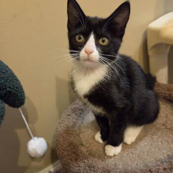Dolly -  Domestic Short Hair Cat for Adoption in Rossville, Georgia - Dolly | PetCurious