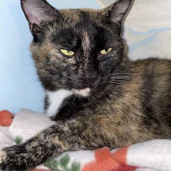 Rescue Tortoiseshell and Calico Cats for Adoption in Huntington, Massachusetts - Marisol | PetCurious