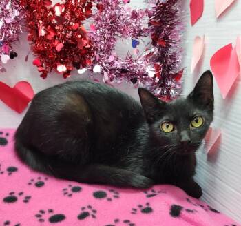 Domestic Short Hair Cats Available for Adoption - Jamie | PetCurious