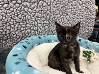 Breezie -  Domestic Short Hair Cat for Adoption in Richardson, Texas - Breezie | PetCurious