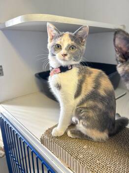 Mittens The Kitten -  Domestic Short Hair Cat for Adoption in Sparta, Illinois - Mittens The Kitten | PetCurious