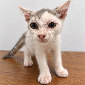 Spore -  Domestic Short Hair Cat for Adoption in Austin, Texas - Spore | PetCurious