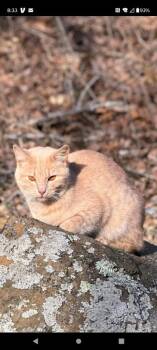 Tarzan* -  Domestic Short Hair Cat for Adoption in Cromwell, Kentucky - Tarzan* | PetCurious