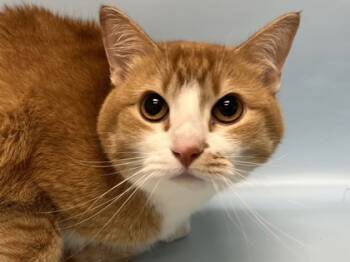Rescue Domestic Short Hair Cats for Adoption in Woodbury, Minnesota - Yuna | PetCurious