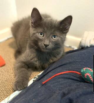 Messi (siblings are Kane,Ronaldo, Beckham & Haaland) -  Domestic Short Hair Cat for Adoption in Brighton, Michigan - Messi (siblings Are Kane,Ronaldo, Beckham & Haaland) | PetCurious