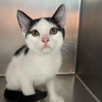 Dot -  Extra Toes Cat Hemingway Polydactyl Cat for Adoption in Saint Joseph, Missouri - Dot | PetCurious