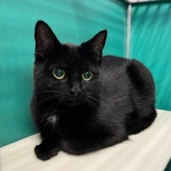 Ebony -  Domestic Short Hair Cat for Adoption in Burlington, Ontario - Ebony | PetCurious