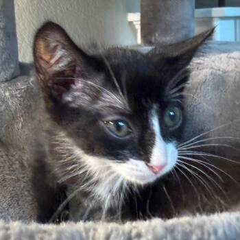 Lacy -  Domestic Short Hair Cat for Adoption in Lewisville, Texas - Lacy | PetCurious