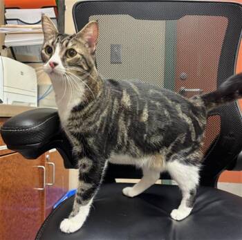 WINNIE -  Domestic Short Hair Cat for Adoption in Rancho Cucamonga, California - WINNIE | PetCurious