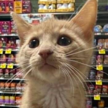 Turbo -  Domestic Short Hair Cat for Adoption in Battle Creek, Michigan - Turbo | PetCurious