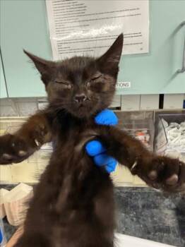 JEANETTE -  Domestic Short Hair Cat for Adoption in Woodland, California - JEANETTE | PetCurious