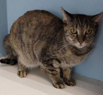 Domestic Short Hair Cats Available for Adoption - Trouble | PetCurious