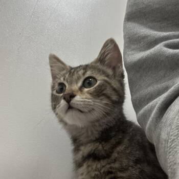 Reba -  Domestic Short Hair Cat for Adoption in Shelbyville, Indiana - Reba | PetCurious