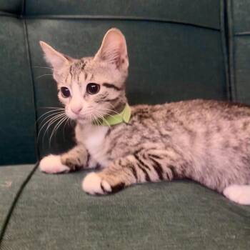 Madeline -  Domestic Short Hair Cat for Adoption in League City, Texas - Madeline | PetCurious