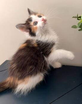 Calico and Domestic Medium Hair Cats Available for Adoption in Campbell, California - S