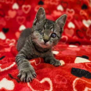 Rescue Domestic Short Hair Cats for Adoption in Phoenix, Arizona - D.D. | PetCurious