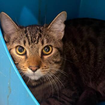 Cow -  Domestic Short Hair Cat for Adoption in Yuma, Arizona - Cow | PetCurious